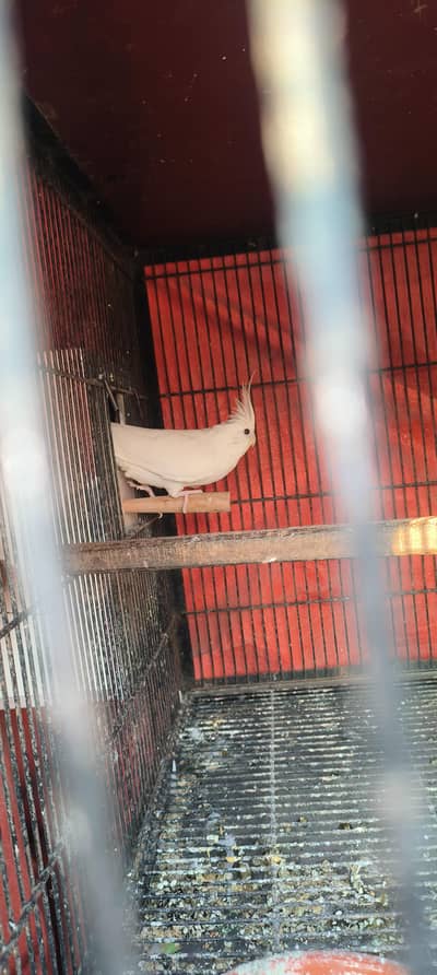 cocktail and budgies Pair