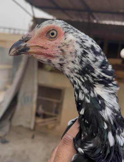 3 Aseel Cheeni Pathiyan available