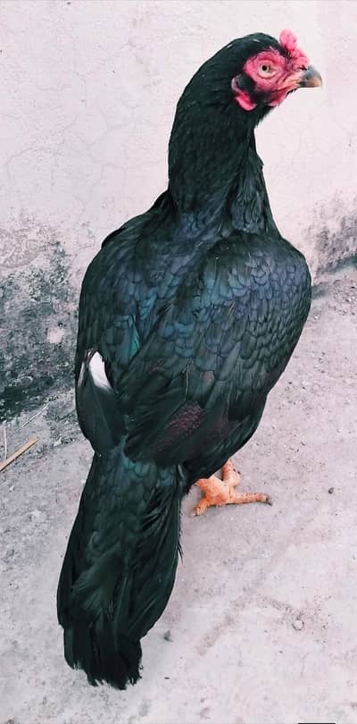 pure killi taji lasani mushki