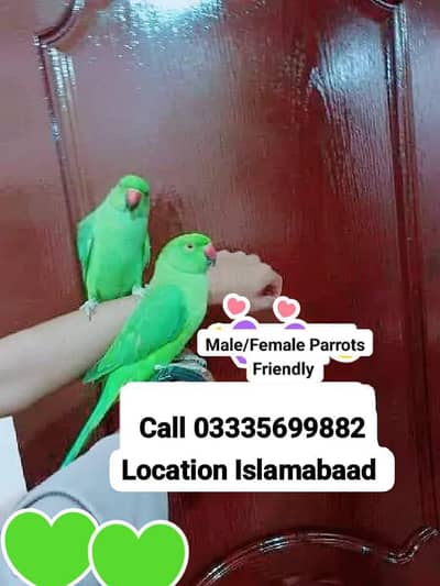 Single 7500 Hand Tamed Friendly Green Ring Neck Parrot's Male/Female