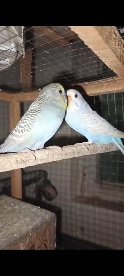 Beautiful Australian birds