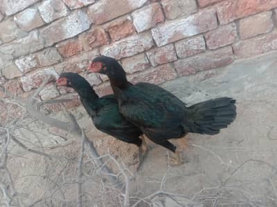 2 Female Aseel Black