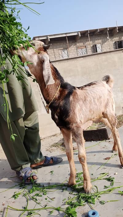 Pateri Bakra for Sale – Healthy & Active Strong goats / bakra for sale