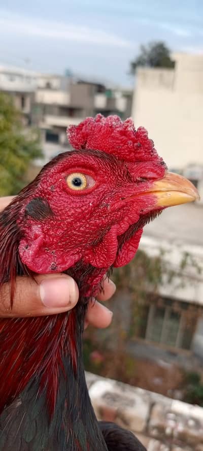 Lakha mianwali aseel