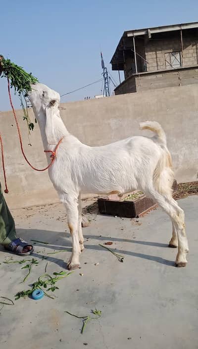 Bhisar Bakra for Sale / Healthy & Strong / bakra for sale / active bak