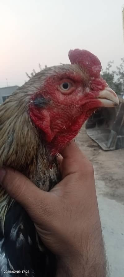 high quality aseel breader murgha