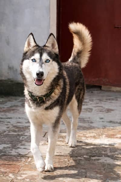 siberian husky female for sale and exchange