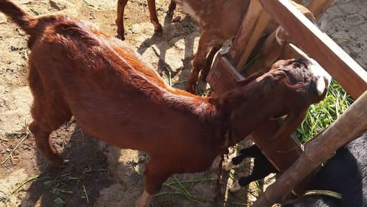 tadi Bakra for sale contact WhatsApp 0 3,23 ,21,54,780