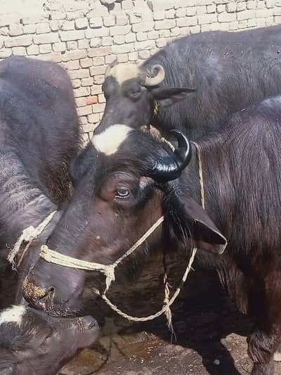 Buffalos for sale / jhoty for sale / cow