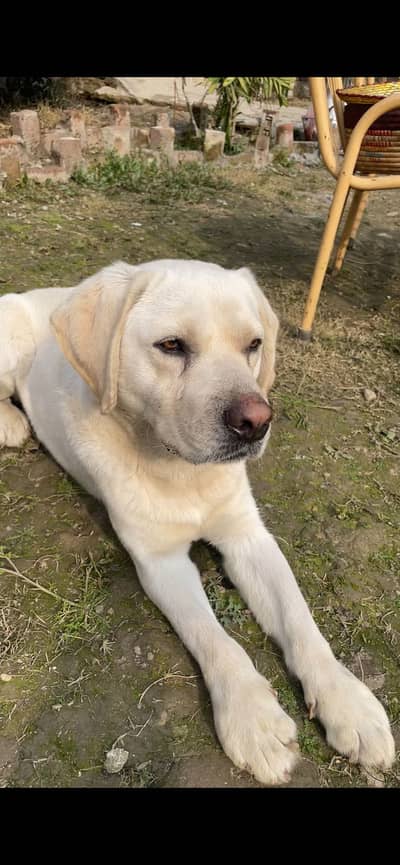 One year male laberdor