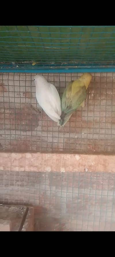 parblue female ki flying nahi hay