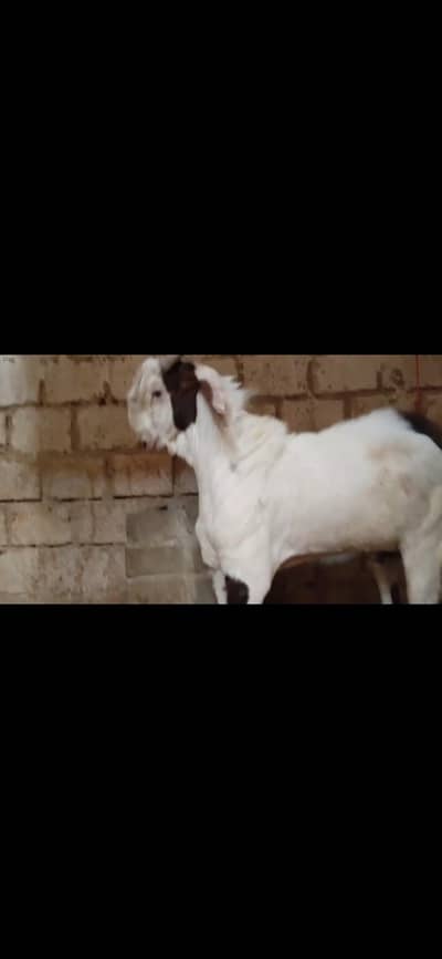 mashallah breeder male