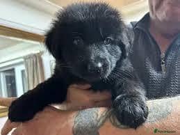 Pedigree long coated black German shepherd puppies available for sale