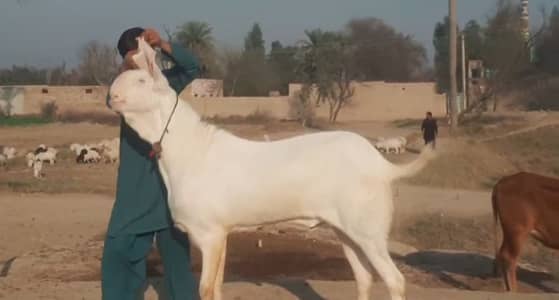 Bakra for sale qurbani ke liye call--03414691071
