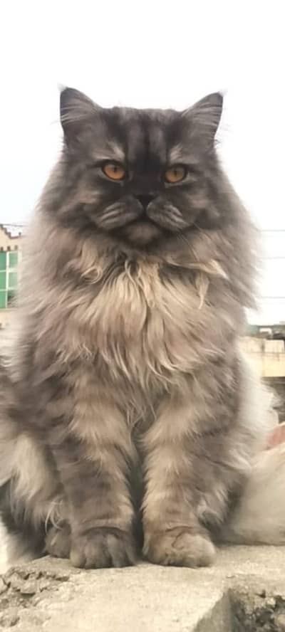 Persian cat \ doll face cat \ fluffy cat \ kitten \ cat \ black cat \