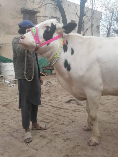 Freezian cow /jarsi / bull / buffalo for sale