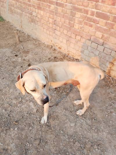 Bully Dog | Gultair Pupps | Security dog | Bully Pupps For sale