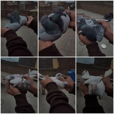 5pair neela kasid for sale