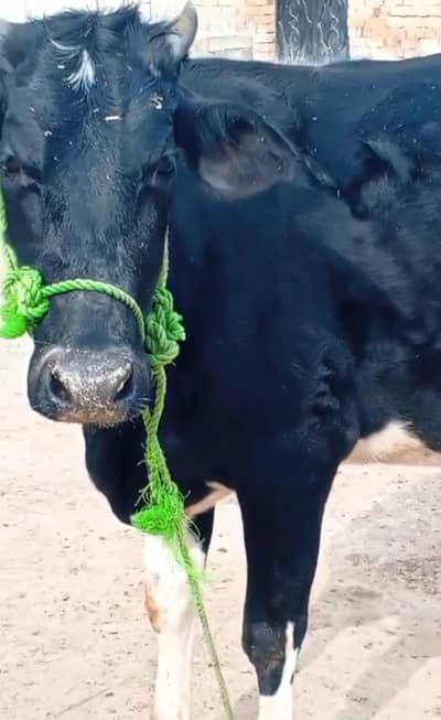 1timer pregnant bachri