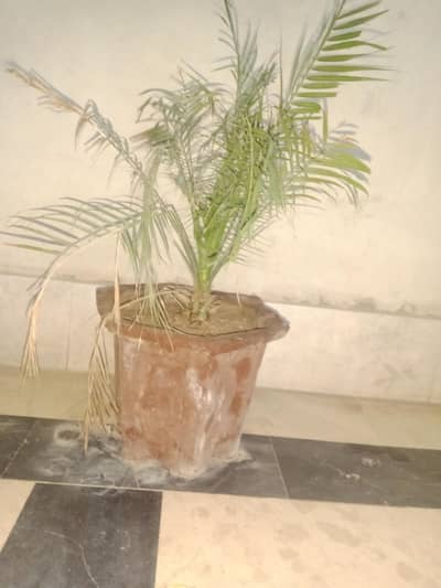 natural plants make your home with full of wealth