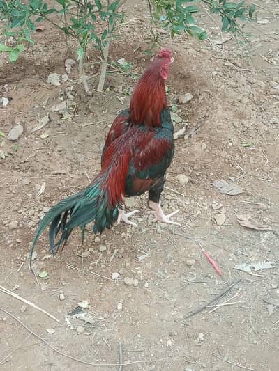 Aseel murgha for sale