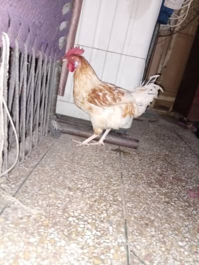 dasi golden and white colour