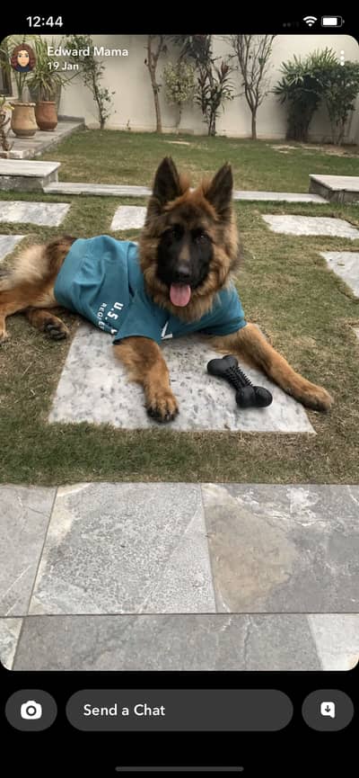 German shepherd dog ( pink pedigree)