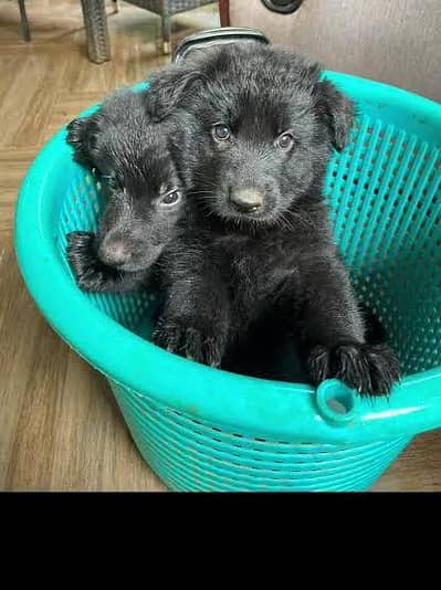 Pedigree long coated black German shepherd puppies available for sale