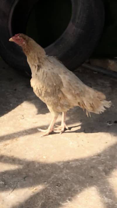 Aseel madi O33Z 33 I6I 33 whattsaapp or phone