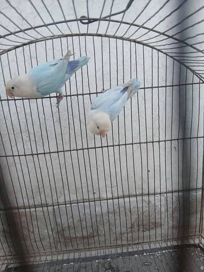 Dilute aqua opline split palefellow pair