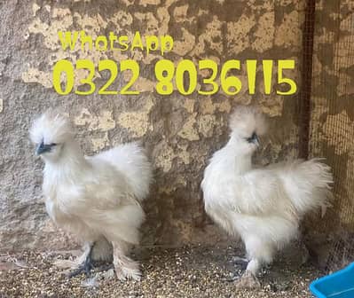 White Silkie Hens Chicks | Fancy Hens