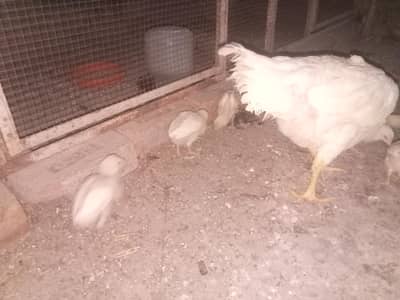 aseel shame chicks for sale