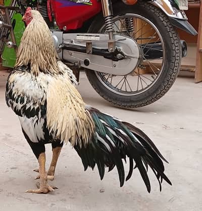 White  and black colour