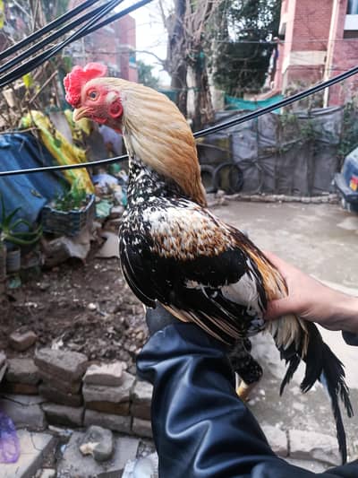 mix murga hn final 25 00 hn