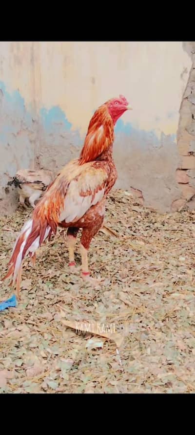 aseel aik ankh sa kana breeder