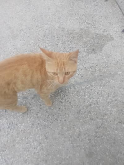 Russian male  cat for sell. very  beautiful and intelligent maile