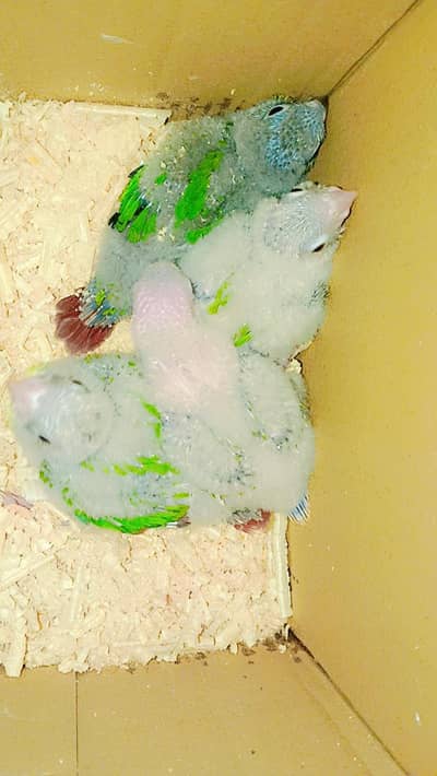 3 pineapple conure and 1 green chick conure chicks for sale