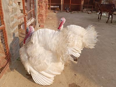 white turkey Burd ,  turkey Bird