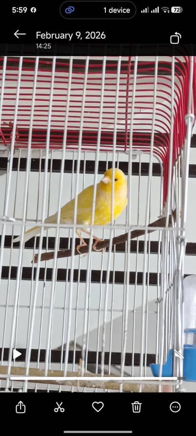 MashaAllah non stop singing canary