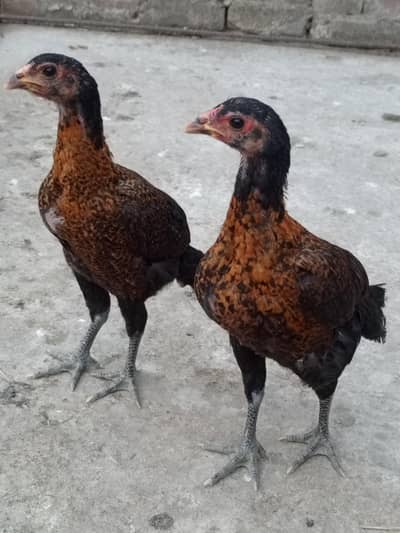 Aseel Thai pakoye Burmi cross for sale