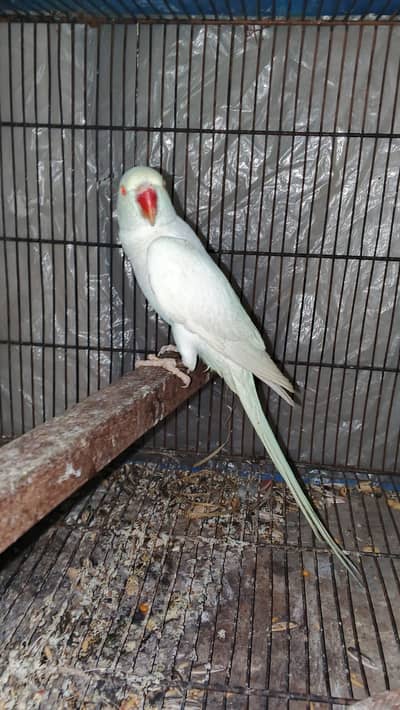 White breeder female