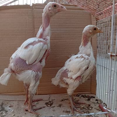 aseel heera chicks with murgi for sale