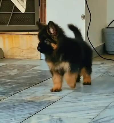 German Shepherd Dog urgent for sale Call My WhatsApp 0341/2721/593