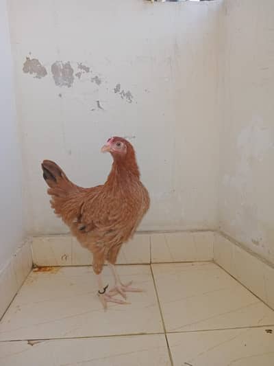 desi murghi for sale