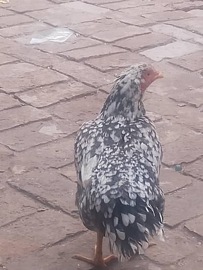 Urgent sale karna he. Egg laying chicken