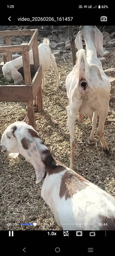 bakery gbn urgent sale 4.5 manth pregnant