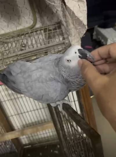 African Grey parrot Female | hand Tame Grey Parrot | talking birds