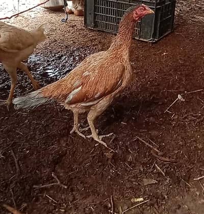 High quality Aseel Madi mazbot nok jor chauras nail ma