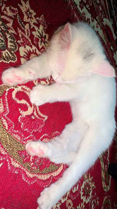 White 2 month Kitten Female for sale