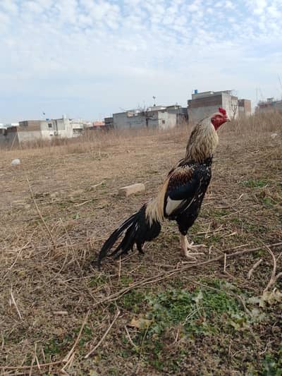 high quality Jawa Aseel murga for sale.